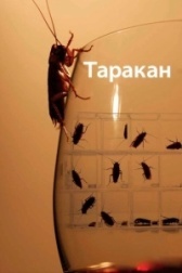 Таракан (2022)